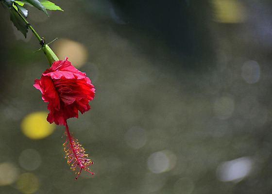 포토 JPG 해외이미지 꽃 백그라운드 자연 매달리기 사람없음 야외 빨간색 고독 싱글 내추럴 흥미 디테일 해외202004 해외포토 식물 감정 컬러 컨셉 모션 생태계 파일형식 이미지허브