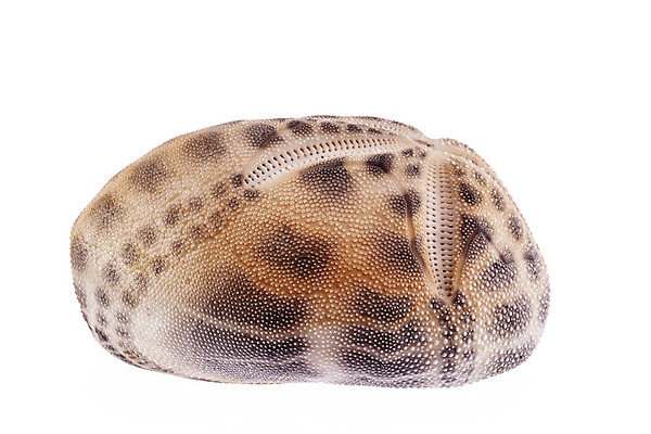 포토 JPG 해외이미지 모양 동물 모래 바다 자연 조개 골격 해변 사람없음 물 환경 수중 껍질 호주 해산물 흰배경 생태계 인도네시아 기념품 태평양 수족관 인도양 몰디브 카리브해 갑옷 내추럴 생태학 이국적 해외202004 해외포토 자연요소 교육 아시아 백그라운드 어패류 흰색 오세아니아 보호장비 오브젝트 파일형식 이미지허브