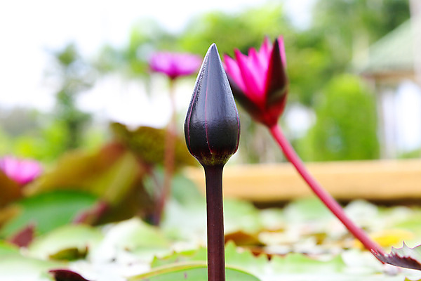 포토 JPG 해외이미지 식물 공원 꽃잎 꽃 아시아 호수 분홍색 백그라운드 잎 꽃무늬 자연 표면 연꽃 동양인 사람없음 야외 초록색 물 여름 빛 햇빛 반사 정원 보라색 봄 벚꽃 흰색 연못 개화 백합 싱글 내추럴 해외202004 해외포토 자연요소 계절 공공시설 나라 컬러 무늬 인종 태양 생태계 파일형식 이미지허브