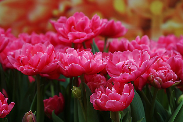 포토 JPG 해외이미지 식물 계절 꽃 잎 밭 농업 자연 버튼 사람없음 초록색 머리 보라색 봄 튤립 성장 벚꽃 신선 오픈 개화 닫기 각도 밭일 온실 그리너리 해외202004 해외포토 산업 컬러 모션 신체부위 생태계 파일형식 트랜드컬러 이미지허브