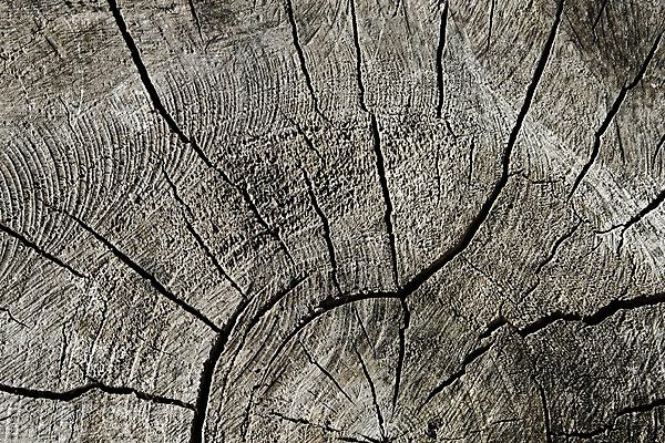 포토 JPG 해외이미지 나무 산업 조각 백그라운드 십자가 패턴 부분 공장 자연 추상 사람없음 목재 갈색 환경 블록 회색 성장 반지 시간 원형 센터 중앙 자르기 묘사 질감 슬라이스 통나무 섬유 잡동사니 골절 대칭 벌목 옛날 노화 디테일 해외202004 해외포토 도형 식물 컬러 컨셉 무늬 재료 장신구 공업 의학 모션 직물 생태계 파일형식 이미지허브