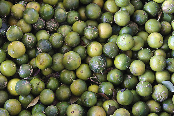 포토 JPG 해외이미지 잡화 음식 백그라운드 채소 오렌지 과일 재료 귤 요리 동양인 사람없음 초록색 맛 작음 라임 말레이시아 싱가폴 타르트 해외202004 해외포토 아시아 빵 컬러 컨셉 인종 크기 파이_빵 파일형식 이미지허브