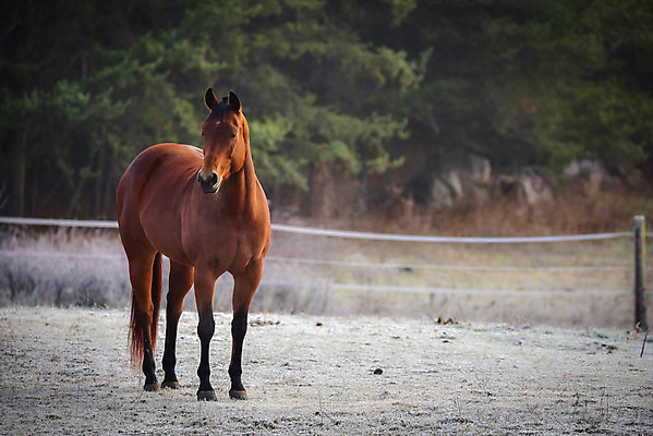 포토 JPG 해외이미지 나무 동물 아침 주택 취미 사람없음 야외 목재 햇빛 농장 일출 목장 추위 안개 시골 신선 숲 시원함 11월 속도 서리 외양간 반투명 삼림지대 해외202004 해외포토 주간 식물 농업 재료 날씨 건물 태양 노을 날짜 파일형식 이미지허브