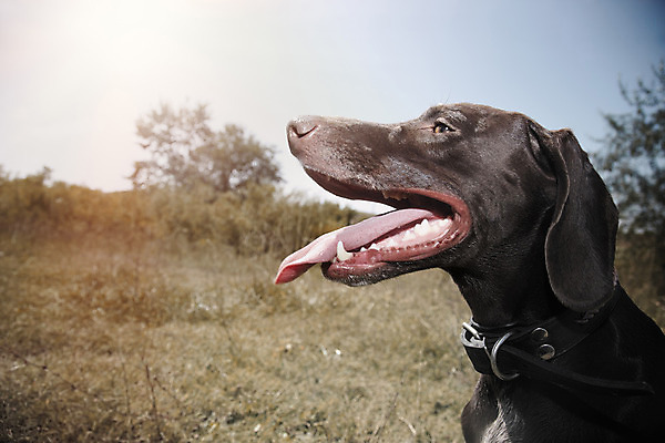 포토 JPG 해외이미지 주간 포유류 사람없음 야외 가로 여름 반려동물 햇빛 갈색 시골 개 갈증 혀 사냥 사냥꾼 송곳니 강렬 스텝 총구 충고 해외202004 해외포토 자연요소 동물 직업 계절 컬러 태양 입 치아 파일형식 이미지허브