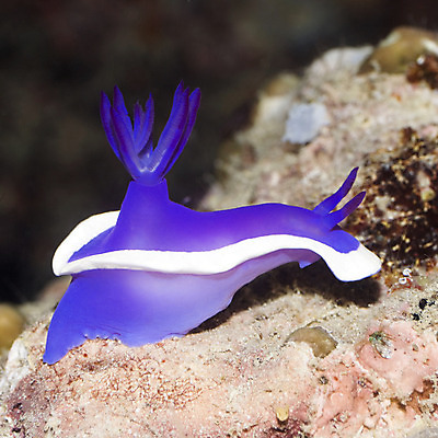 포토 JPG 해외이미지 1 바다 자연 사람없음 야외 물 바닷속 수중 스노클링 산호 다이빙 태평양 홍해 인도양 깊이 해외202004 해외포토 자연요소 수영 수상스포츠 자포동물 생태계 수중스포츠 파일형식 이미지허브