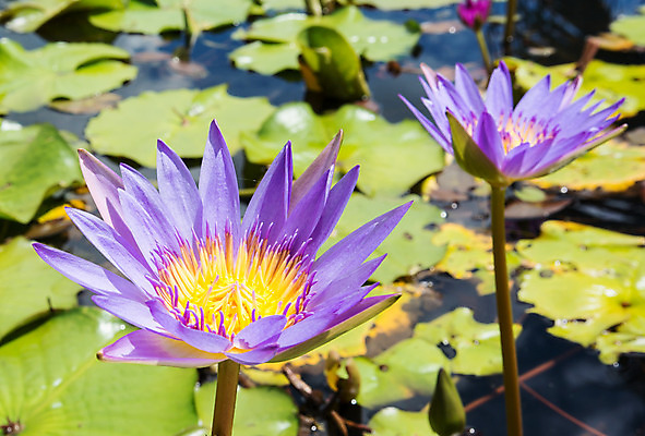 포토 JPG 해외이미지 꽃잎 꽃 아시아 종교 태국 연꽃 사람없음 물 보라색 젖음 사찰 개화 해외202004 해외포토 자연요소 식물 나라 컬러 종교건축 파일형식 이미지허브