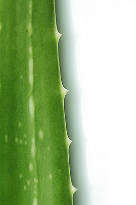 포토 JPG 해외이미지 조각 잎 근접촬영 사람없음 촉촉함 수분 피부관리 흰배경 슬라이스 보습 알로에 알로에베라 해외202004 해외포토 식물 뷰포인트 백그라운드 뷰티 젖음 흰색 파일형식 이미지허브