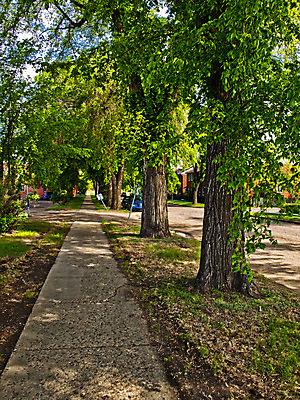 포토 JPG 해외이미지 나무 라이프스타일 외관 도로 길 잎 자연 새로움 거리 주택 그림자 잔디 사람없음 야외 초록색 빛 노란색 걷기 맑음 침묵 나뭇가지 도시 주름 황금 우아함 큼 그늘 이웃 줄서기 스타일 해외202004 해외포토 식물 컬러 컨셉 교통시설 모션 날씨 건물 생활 소리 크기 생태계 파일형식 이미지허브