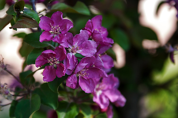 포토 JPG 해외이미지 나무 식물 계절 꽃잎 꽃 분홍색 꽃다발 잎 꽃무늬 농업 자연 사람없음 야외 초록색 여름 햇빛 태양 정원 봄 성장 벚꽃 시골 신선 개화 사과 과수원 내추럴 강렬 생태학 해외202004 해외포토 자연요소 교육 산업 컬러 무늬 과일 생태계 파일형식 이미지허브