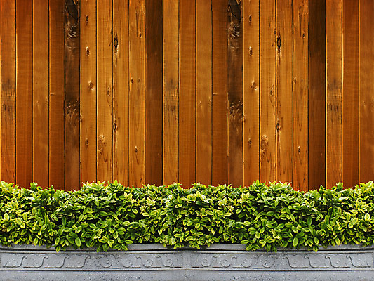 포토 JPG 해외이미지 나무 식물 백그라운드 잎 자연 프레임 사람없음 야외 초록색 여름 태양 우주 정원 맑음 침묵 봄 성장 나뭇가지 신선 냄비 숲 묘사 질감 내추럴 디테일 해외202004 해외포토 자연요소 계절 컬러 날씨 소리 솥 생태계 파일형식 이미지허브