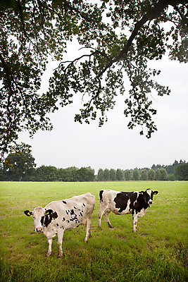 포토 JPG 해외이미지 동물 밭 농업 포유류 자연 풍경 사람없음 야외 가로 초록색 여름 농장 농경지 환경 검은색 가축 소고기 흰색 시골 점 소 방목 땅 네덜란드 장면 거짓말 밭일 찰과상 해외202004 해외포토 계절 유럽 산업 컬러 육류 축산업 상처 생태계 파일형식 이미지허브