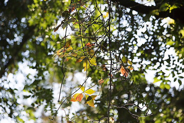 포토 JPG 해외이미지 식물 계절 백그라운드 잎 패턴 오렌지 추상 건조 기술 풍경 사람없음 야외 목재 장식 빨간색 컬러풀 갈색 평화 환경 침묵 활발 할로윈 가을 나뭇가지 시골 그룹 변화 황금 숲 9월 11월 묘사 질감 장면 추수감사절 10월 내추럴 생태학 해외202004 해외포토 나무 교육 기독교 컬러 컨셉 무늬 과일 재료 소리 날짜 파일형식 이미지허브