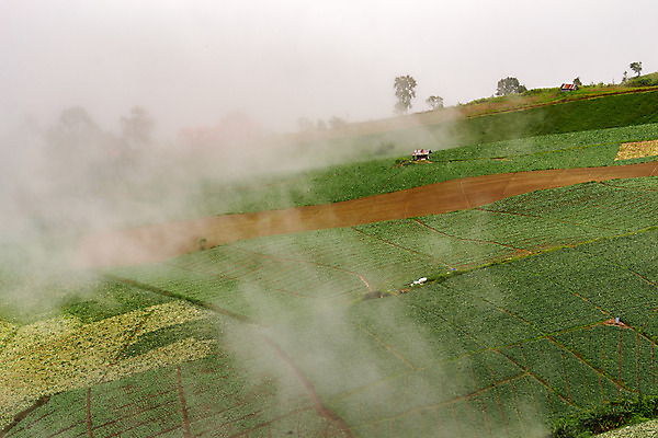 포토 JPG 해외이미지 나무 계절 여행 백그라운드 태국 자연 아침 풍경 사람없음 초록색 여름 빛 햇빛 태양 일출 환경 일몰 안개 숲 내추럴 해외202004 해외포토 주간 자연요소 식물 아시아 컬러 날씨 노을 생태계 파일형식 이미지허브