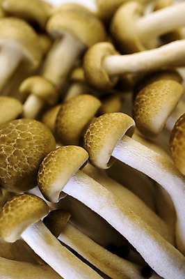 포토 JPG 해외이미지 식물 잡화 음식 줄기 백그라운드 채소 재료 자연 건강 요리 동양인 사람없음 갈색 일본 중국 버섯 흰색 신선 그룹 약초 다발 유기농 날것 내추럴 곰팡이 식용 영양소 해외202004 해외포토 웰빙 아시아 컬러 인종 풀_식물 생태계 파일형식 이미지허브