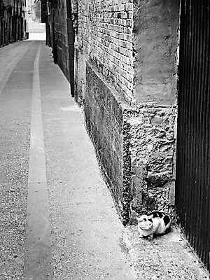 포토 JPG 해외이미지 동물 1 응시 행복 얼굴 백그라운드 창문 포유류 자연 새로움 거리 털 3 웃음 사람없음 야외 반려동물 머리 고양이 회색 흰색 도시 잠 모피 장면 얼룩무늬 생강 노숙자 코르푸 해외202004 해외포토 시선 감정 컬러 컨셉 무늬 채소 표정 신체부위 그리스 생태계 파일형식 이미지허브