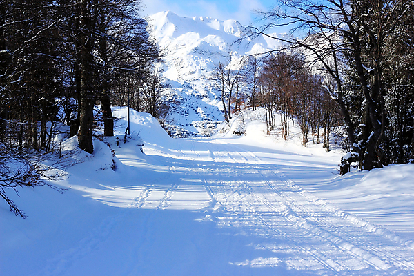 포토 JPG 해외이미지 나무 계절 여행 백그라운드 자연 하늘 휴가 스키 산 파노라마 풍경 사람없음 야외 목재 파란색 햇빛 계곡 냉동 얼음 침묵 추위 흰색 숲 휴양지 서리 알프스 장면 절정 폭설 눈내림 해외202004 해외포토 자연요소 식물 유럽 컬러 재료 겨울스포츠 눈_날씨 촬영기법 태양 소리 장소 자연재해 생태계 파일형식 이미지허브