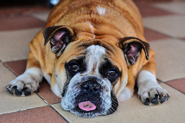 포토 JPG 해외이미지 동물 한마리 컨셉 휴식 아이디어 털 피곤 사람없음 가로 반려동물 컬러풀 눕기 우정 슬픔 흰색 주름 유머 개 강아지 고독 보호 질병 순수 흰배경 불독 몸단장 게으름 송곳니 고립 우울증 천진난만 카피스페이스 완전 부족함 해외202004 해외포토 1 감정 컬러 백그라운드 포유류 의학 모션 친구 공백 치아 파일형식 이미지허브