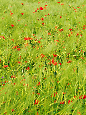 포토 JPG 해외이미지 식물 꽃 밭 농업 자연 사람없음 빨간색 초록색 농작물 환경 봄 수확 성장 시골 신선 시리얼 밀 허브 보리 양귀비 해외202004 해외포토 계절 산업 음식 컬러 곡류 생태계 파일형식 이미지허브