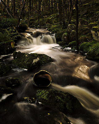 포토 JPG 해외이미지 식물 꽃 유럽 자연 북유럽 노르웨이 풍경 사람없음 야외 물 가을 개울 숲 삼림지대 스칸디나비아 해외202004 해외포토 자연요소 계절 나라 강 생태계 파일형식 이미지허브