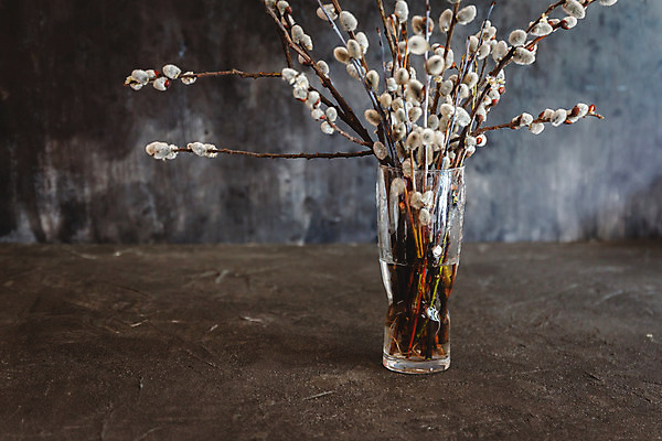 포토 JPG 해외이미지 나무 식물 디자인 계절 꽃 꽃다발 백그라운드 꽃무늬 포장 텍스트 자연 탁자 휴가 부활절 사랑 사람없음 내부 장식 빛 갈색 우주 정원 꽃병 귀걸이 고양이 봄 흰색 나뭇가지 축하 생일 개화 정상 모피 버드나무 심볼 엽서 부드러움 내추럴 고립 스타일 많음 해외202004 해외포토 기념일 감정 컬러 가구 컨셉 무늬 장신구 포유류 반려동물 감각 편지 생태계 파일형식 이미지허브