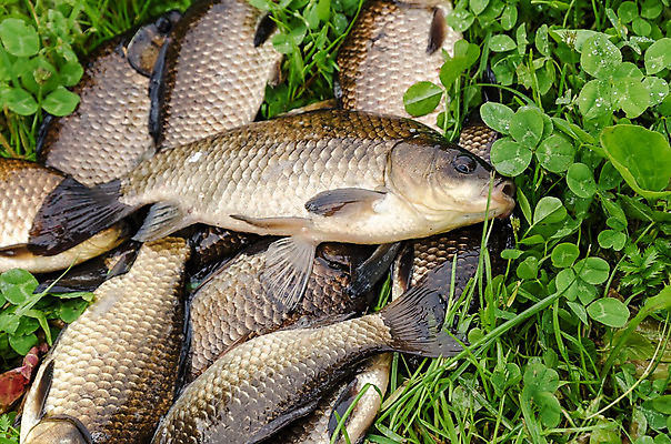 포토 JPG 해외이미지 호수 스포츠 자연 낚시 어류 취미 사람없음 야외 물 여름 강 연못 잡기 큼 유혹 트로피 잉어 민물 해외202004 해외포토 자연요소 계절 컨셉 모션 레저 수중동물 크기 상_우승 생태계 파일형식 이미지허브