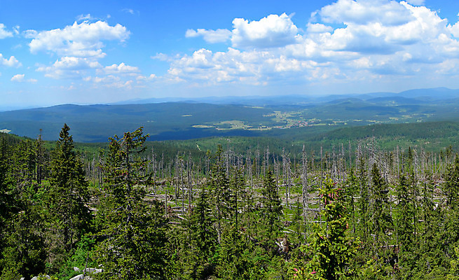 포토 JPG 해외이미지 나무 구름 자연 하늘 산 건조 풍경 사람없음 여름 하이킹 죽음 소나무 숲 언덕 체코 내추럴 재앙 가문비나무 해외202004 해외포토 자연요소 식물 계절 유럽 레저 생태계 파일형식 이미지허브