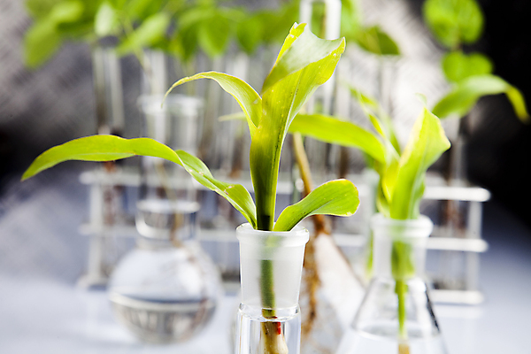 포토 JPG 해외이미지 식물 실내 실험 근접촬영 사람없음 아웃포커스 화학 실험실 시험관 흰배경 유리관 화학실험 둥근플라스크 시험관대 해외202004 해외포토 뷰포인트 과학 백그라운드 촬영기법 실험기구 내부 흰색 플라스크 파일형식 이미지허브