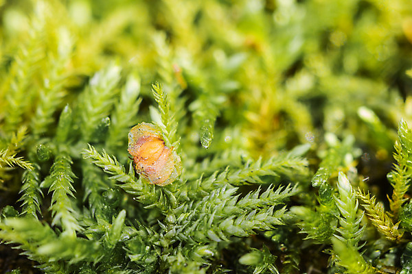 포토 JPG 해외이미지 자연 이끼 씨앗 사람없음 초록색 노란색 닫기 해외202004 해외포토 식물 컬러 모션 생태계 파일형식 이미지허브