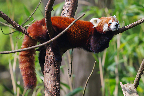 포토 JPG 해외이미지 주간 한마리 사람없음 야외 아웃포커스 눕기 귀여움 나뭇가지 잠 레서판다 해외202004 해외포토 자연요소 나무 1 컨셉 포유류 모션 촬영기법 파일형식 이미지허브