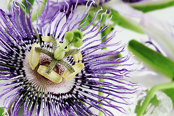 포토 JPG 해외이미지 식물 꽃잎 꽃 자연 사람없음 야외 가로 초록색 파란색 컬러풀 금속 보라색 사진촬영 흰색 센터 그림 열정 꽃가루 포도나무 꽃수술 해외202004 해외포토 감정 컬러 재질 촬영 가루 과일나무 생태계 파일형식 이미지허브