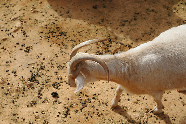 포토 JPG 해외이미지 동물 척추동물 공원 야생동물 자연 초식동물 염소 털 뿔 동물원 사람없음 농작물 환경 양 먹기 유기농 생물학 새장 양자리 램 무료 접기 초식 해외202004 해외포토 웰빙 공공시설 교육 농업 포유류 모션 별자리 생태계 케이지 파일형식 이미지허브
