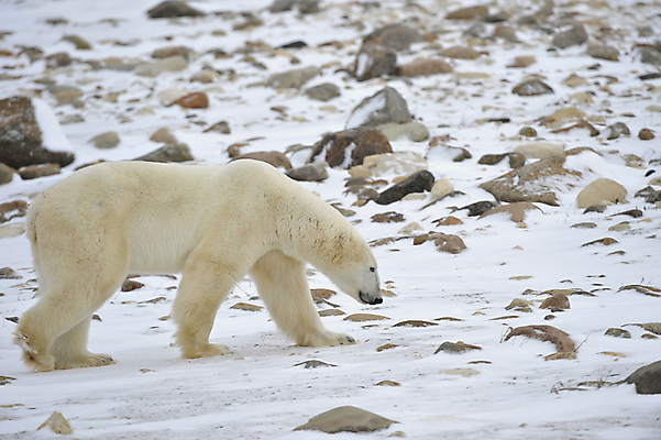 포토 JPG 해외이미지 동물 남자 야생동물 여행 캐나다 겨울 곰 포유류 포옹 자연 날씨 생물 털 종류 사람없음 야외 물 파란색 얼음 미국 추위 흰색 닫기 위험 큼 모피 북극 사파리 코 육식동물 북쪽 멸종 서식지 내추럴 해외202004 해외포토 자연요소 계절 컬러 컨셉 북아메리카 안기 모션 사람 신체부위 크기 극지방 방향 생태계 파일형식 이미지허브
