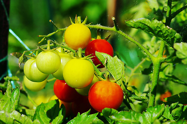 포토 JPG 해외이미지 식물 잡화 음식 백그라운드 잎 농업 토마토 채소 과일 자연 건강 요리 사람없음 야외 빨간색 초록색 농작물 정원 샐러드 수확 성장 신선 체리 선택 달콤 맛 작음 먹기 준비 유기농 원예 포도나무 내추럴 숙성 온실 해외202004 해외포토 웰빙 산업 컬러 컨셉 모션 취미 크기 과일나무 생태계 파일형식 이미지허브