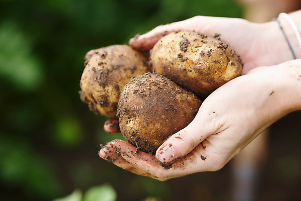 포토 JPG 해외이미지 식물 여자 열매 음식 농업 채소 감자 관리 사람없음 초록색 농장 흙 모임 수확 성장 시골 신선 농부 수집 유기농 흐림 내추럴 건포도 세련 해외202004 해외포토 직업 웰빙 산업 컬러 포도 날씨 사람 건과일 파일형식 이미지허브