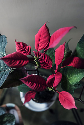 포토 JPG 해외이미지 식물 계절 실루엣 잎 자연 선물 사람없음 빨간색 초록색 햇빛 정원 축제 희망 활발 기쁨 다양 에너지 시골 인사 그룹 수분 원예 꽃가루 꿀 해외202004 해외포토 감정 컬러 다수 컨셉 촬영기법 취미 태양 예절 가루 생태계 파일형식 이미지허브