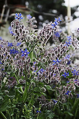 포토 JPG 해외이미지 식물 계절 꽃 음식 잎 자연 건강 사람없음 야외 장식 초록색 파란색 컬러풀 약 새싹 정원 보라색 성장 벚꽃 시골 신선 개화 약초 지중해 허브 묘사 유기농 식용 해외202004 해외포토 웰빙 바다 컬러 의학 풀_식물 생태계 파일형식 이미지허브