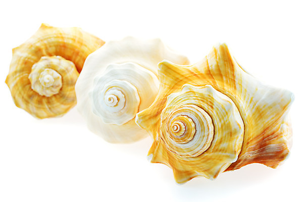 포토 JPG 해외이미지 모양 디자인 바다 백그라운드 패턴 자연 조개 연체동물 사람없음 장식 껍질 흰색 소라 오브젝트 질감 기념품 가리비 고립 해외202004 해외포토 컬러 무늬 어패류 무척추동물 생태계 파일형식 이미지허브