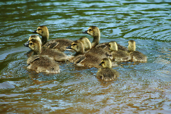 포토 JPG 해외이미지 음료 야생동물 이동 캐나다 가족 조류 오리 사람없음 물 수영 아기 깃털 백조 거위 해외202004 해외포토 자연요소 동물 컨셉 북아메리카 관계 사람 수상스포츠 파일형식 이미지허브