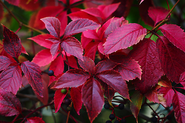 포토 JPG 해외이미지 식물 벽 백그라운드 잎 자연 사람없음 장식 빨간색 컬러풀 정원 가을 덩굴 소프트포커스 아이비 해외202004 해외포토 계절 컬러 촬영기법 생태계 파일형식 이미지허브