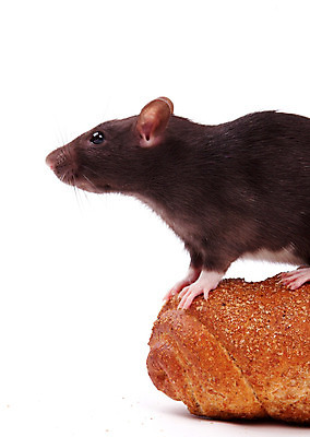 포토 JPG 해외이미지 동물 응시 빵 포유류 수염 털 사람없음 반려동물 갈색 회색 흰색 쥐 설치류 수줍음 심볼 호기심 흰배경 코 꼬리 귀 솜털 고립 해외202004 해외포토 시선 감정 음식 컬러 백그라운드 컨셉 신체부위 파일형식 이미지허브