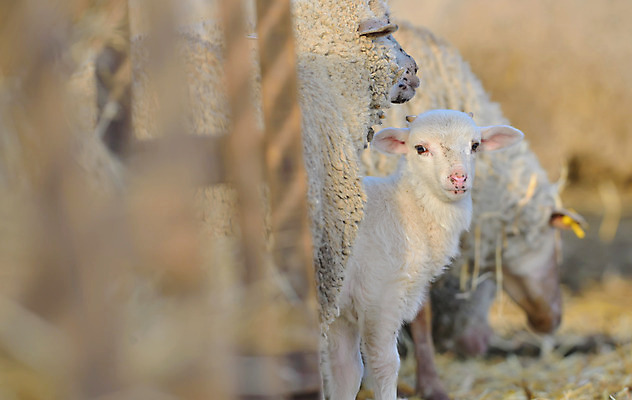 포토 JPG 해외이미지 동물 응시 계절 얼굴 음식 밭 농업 가족 자연 새로움 털 사랑 사람없음 초록색 청춘 농장 봄 흰색 시골 아기 신생아 양 쌍 순수 양고기 내추럴 양모 결백 밭일 해외202004 해외포토 시선 감정 산업 컬러 컨셉 포유류 관계 육류 사람 신체부위 직물 생태계 파일형식 이미지허브