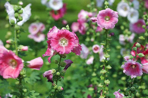 포토 JPG 해외이미지 나무 식물 꽃잎 꽃 아시아 잎 꽃무늬 태국 자연 발렌타인데이 사랑 사람없음 초록색 햇빛 정원 봄 벚꽃 흰색 개화 달콤 원예 질감 꽃가루 내추럴 알레르기 꽃수술 히비스커스 해외202004 해외포토 계절 감정 나라 컬러 무늬 데이이벤트 취미 태양 맛 질병 가루 생태계 파일형식 이미지허브