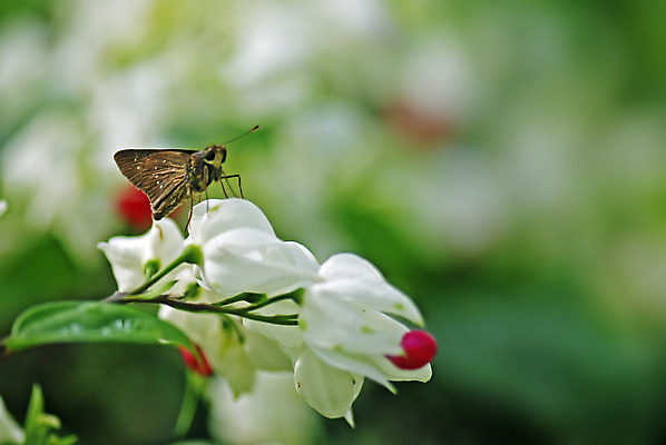 포토 JPG 해외이미지 식물 꽃 나비 곤충 자연 사람없음 초록색 갈색 환경 봄 다양 생태학 해외202004 해외포토 동물 계절 교육 컬러 다수 생태계 파일형식 이미지허브