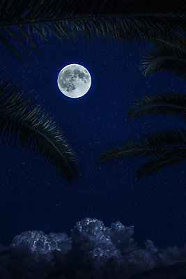 포토 JPG 해외이미지 잎 사람없음 야외 보름달 달 야간 남색 해외202004 해외포토 자연요소 식물 컬러 파일형식 이미지허브