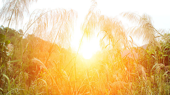 포토 JPG 해외이미지 식물 디자인 꽃 줄기 백그라운드 꽃무늬 농업 자연 건조 3 갈대 옥수수 씨앗 사람없음 장식 여름 갈색 노란색 정원 가을 흰색 죽음 그룹 큼 자르기 밀 깃털 분수 귀 부드러움 솜털 고립 엘리먼트 많음 해외202004 해외포토 계절 산업 컬러 컨셉 무늬 모션 곡류 신체부위 감각 크기 생태계 파일형식 이미지허브