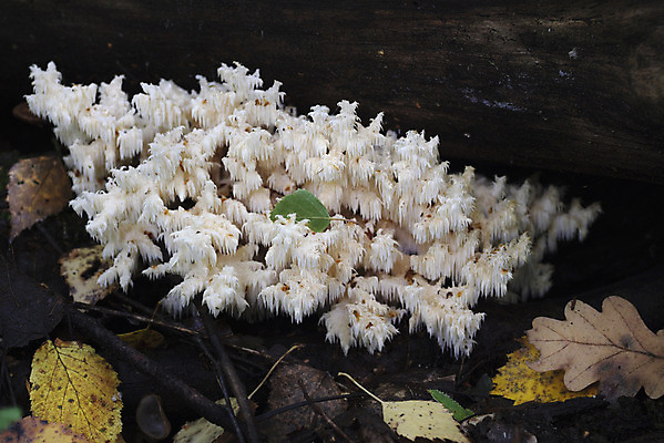 포토 JPG 해외이미지 나무 계절 자연 이끼 사람없음 여름 노란색 버섯 가을 숲 유기농 날것 곰팡이 그물버섯 해외202004 해외포토 식물 웰빙 컬러 생태계 파일형식 이미지허브