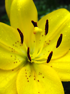 포토 JPG 해외이미지 식물 디자인 꽃잎 꽃 곤충 백그라운드 잎 자연 건조 사람없음 초록색 여름 노란색 환경 고급 약초 백합 다발 허브 순수 생물학 꽃가루 닦기 아로마테라피 내추럴 꽃수술 돌봄 특별함 해외202004 해외포토 동물 계절 교육 컬러 컨셉 모션 풀_식물 가루 생태계 테라피 파일형식 이미지허브