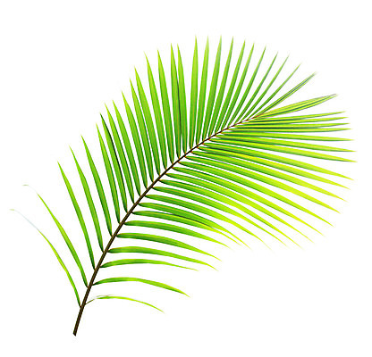 포토 JPG 해외이미지 나무 식물 줄기 백그라운드 잎 패턴 곡선 자연 손바닥 사람없음 초록색 성장 흰색 나뭇가지 숲 코코넛 고립 해외202004 해외포토 손 선 컬러 무늬 과일 생태계 파일형식 이미지허브