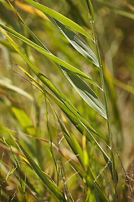 포토 JPG 해외이미지 식물 계절 공원 백그라운드 잎 밭 농업 자연 하늘 아침 추상 풍경 잔디 사람없음 야외 초록색 물 여름 파란색 햇빛 농장 환경 정원 봄 젖음 성장 흰색 시골 신선 칼날 이슬 질감 내추럴 고립 해외202004 해외포토 주간 자연요소 공공시설 산업 컬러 무늬 태양 생태계 파일형식 이미지허브