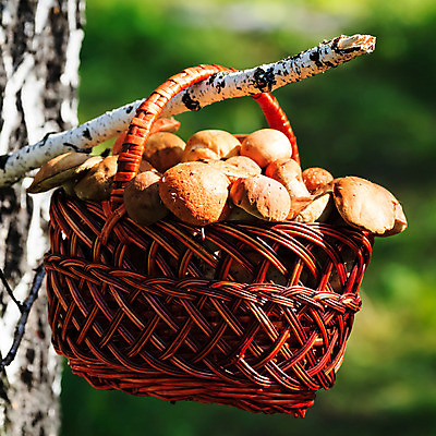 포토 JPG 해외이미지 식물 계절 음식 백그라운드 다이어트 재료 자연 건강 사람없음 야외 초록색 여름 갈색 바구니 식사 버섯 수확 가을 흰색 신선 닫기 맛 숲 큼 수집 오브젝트 유기농 날것 내추럴 곰팡이 그물버섯 식용 채식주의자 캡모자 해외202004 해외포토 모자_잡화 웰빙 컬러 컨셉 농업 모션 크기 생태계 채식 파일형식 이미지허브